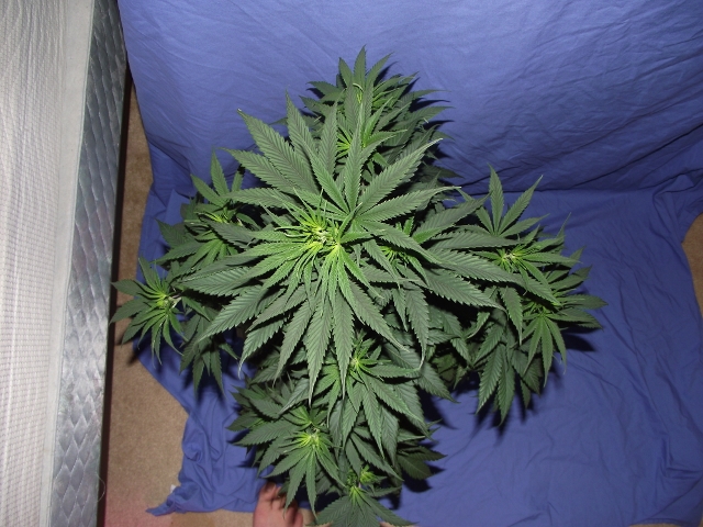 grow06222015 015 (640x480).jpg