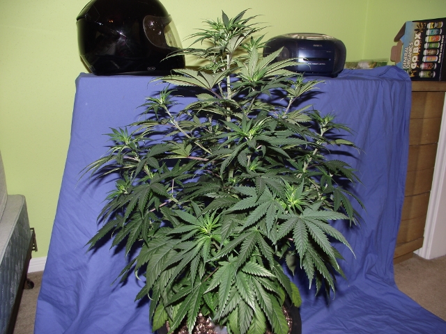 grow06222015 017 (640x480).jpg