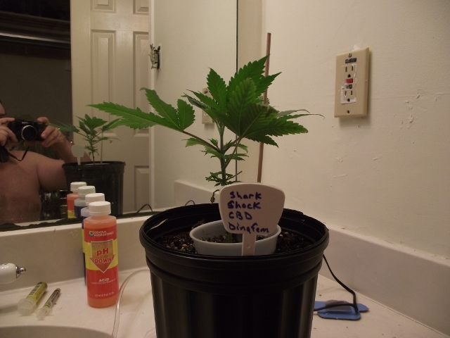 grow2 010 (640x480).jpg