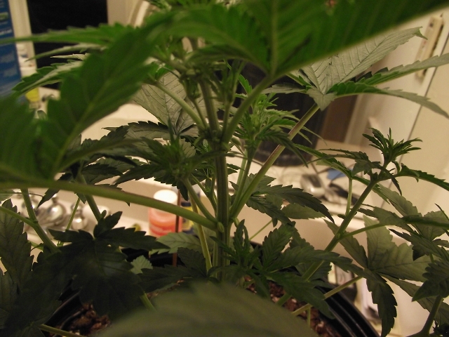 grow2 014 (640x480).jpg