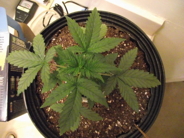 grow2plant1day24 002 (640x480).jpg