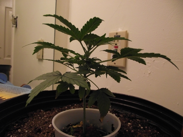 grow2plant1day24 003 (640x480).jpg