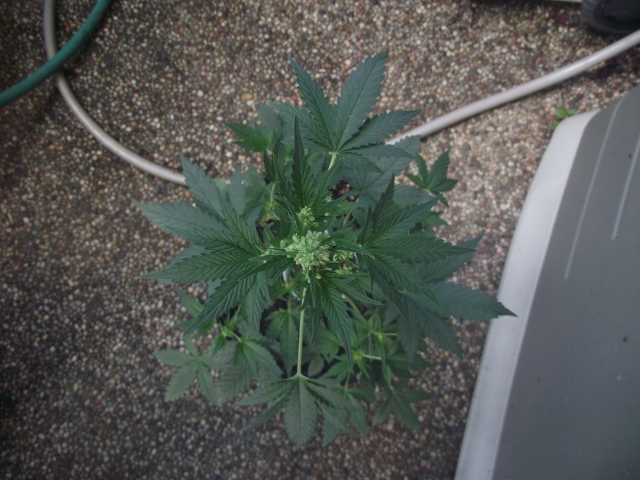 grow2update3 001 (640x480).jpg