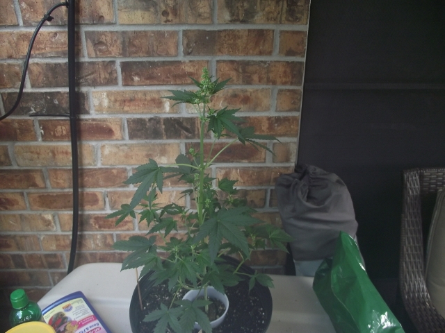 grow2update3 002 (640x480).jpg