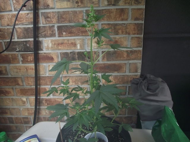 grow2update3 003 (640x480).jpg