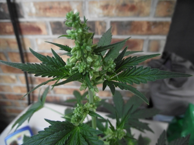 grow2update3 004 (640x480).jpg