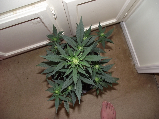 grow2update3 005 (640x480).jpg