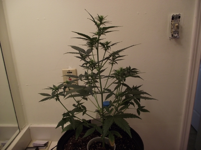 grow2update3 006 (640x480).jpg