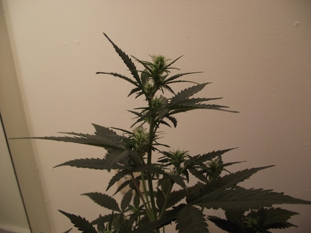 grow2update3 007 (640x480).jpg