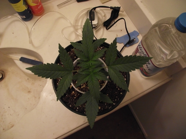 grow2update3 009 (640x480).jpg