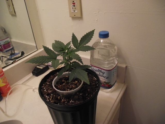 grow2update3 010 (640x480).jpg