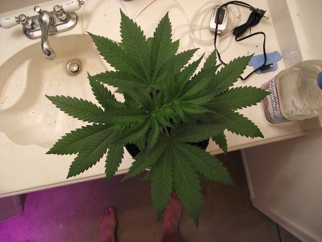 grow2update3 013 (640x480).jpg