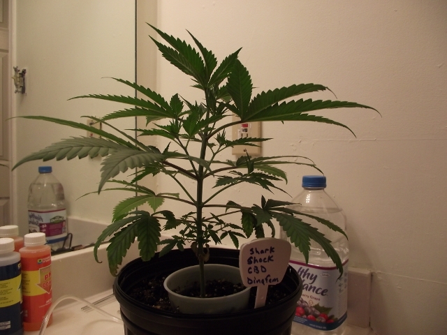 grow2update3 014 (640x480).jpg