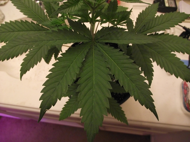 grow2update3 015 (640x480).jpg