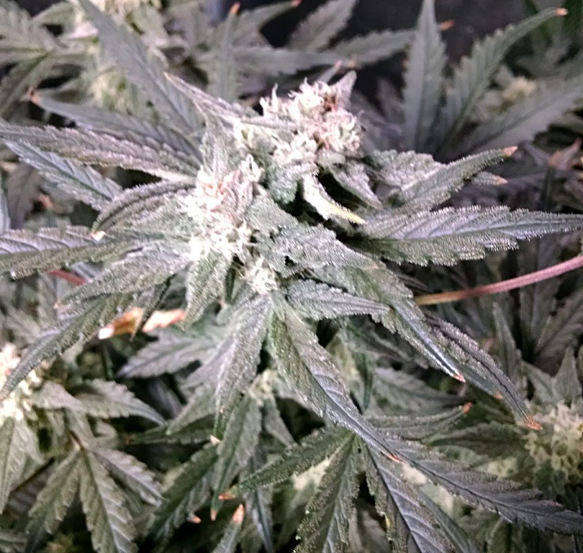 GSC bud pic2 -5-6-2016.jpg