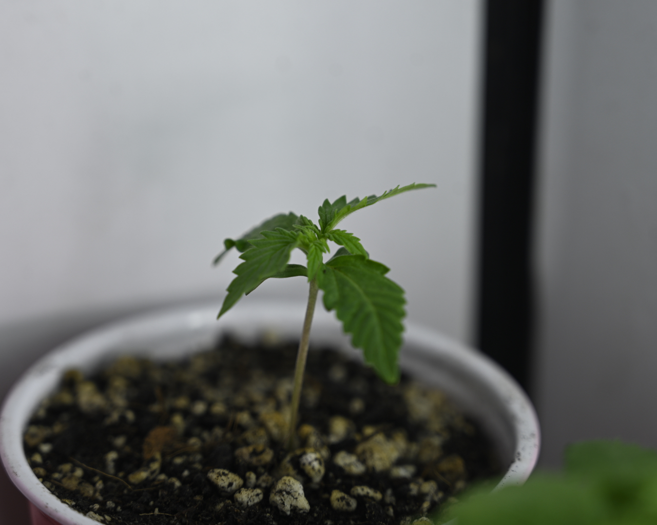 GSC Day 49, 28 - 13.jpg