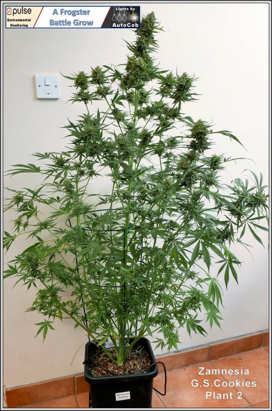 gsc-plant-2-day-72-a-jpg.1044787