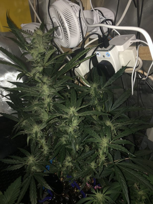 gwk - buds - day 51.JPG