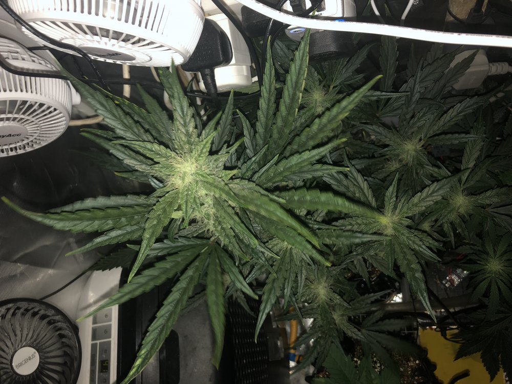 gwk - day 51 2.JPG