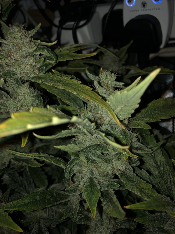 gwk - day 67 - bud 3.JPG