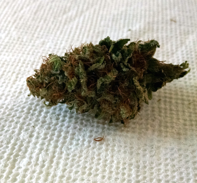 Hammer of the Gods bud pic1 -7-19-2017.jpg