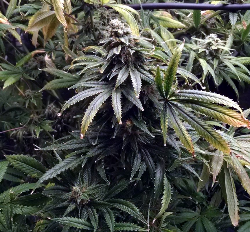 Hammer of the Gods cola pic1 -7-10-2017.jpg