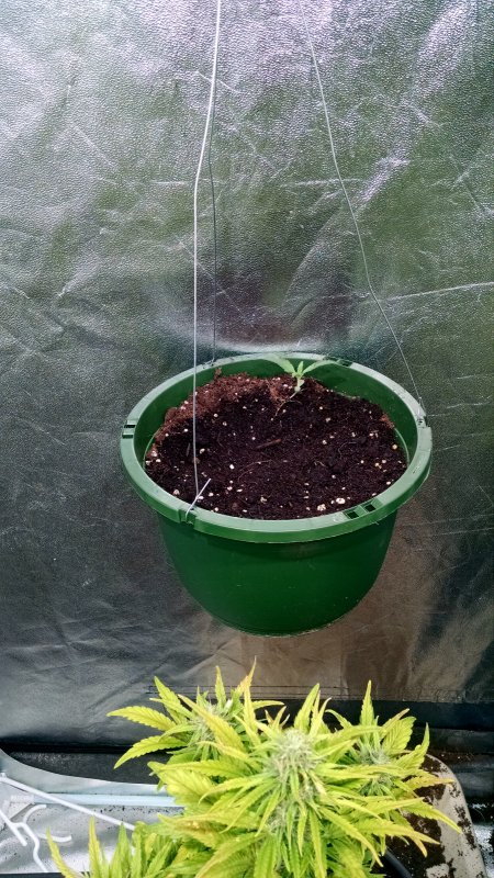 Hanging Baskets pic2 -11-21-2017.jpg