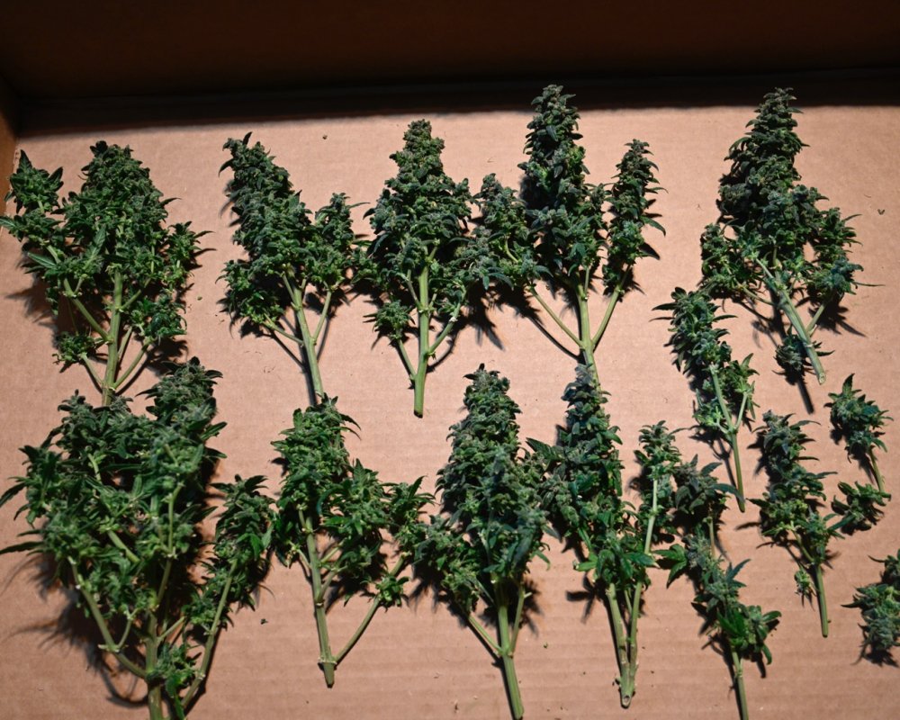 Harvest at 84 Days - 5.jpg