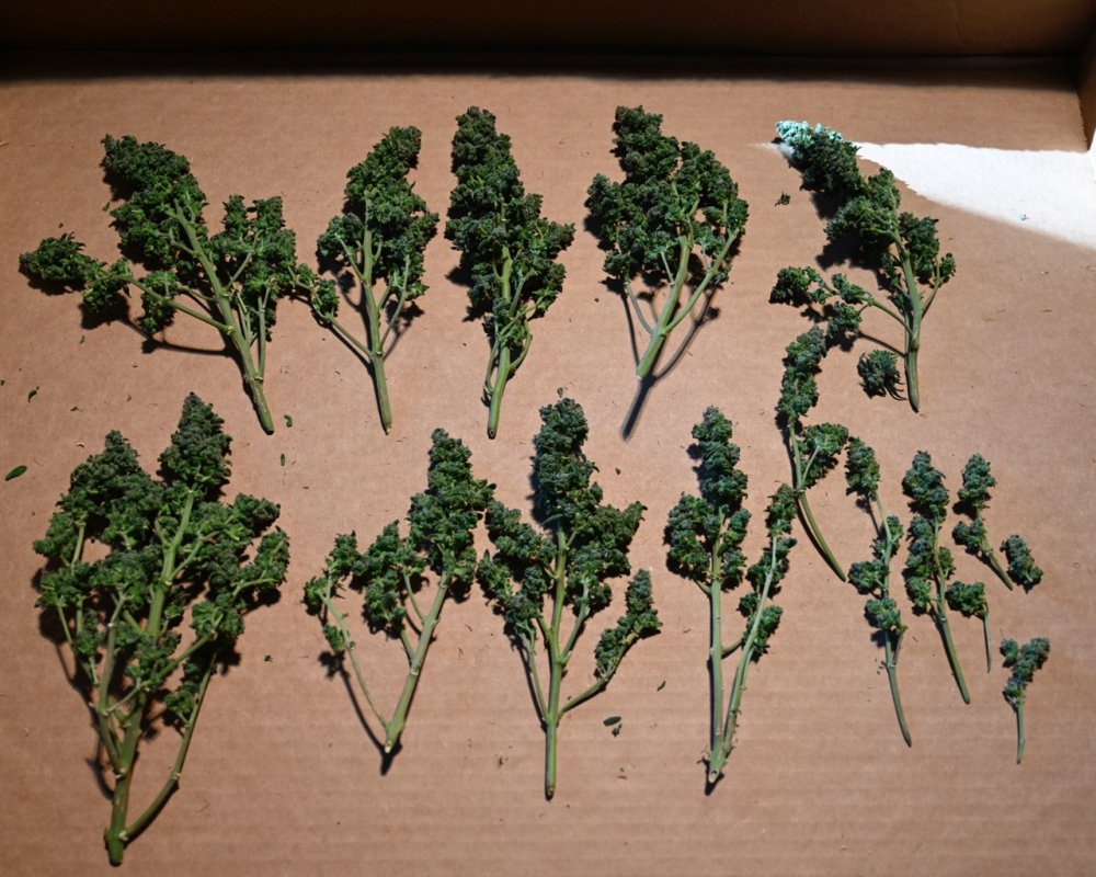 Harvest at 84 Days - 7.jpg