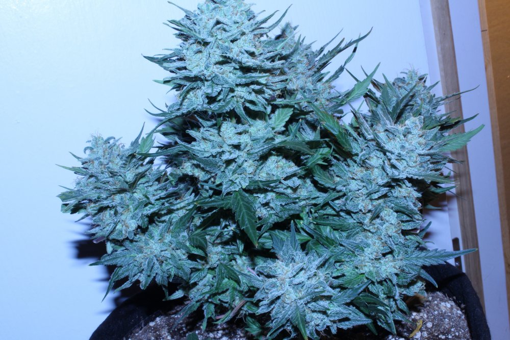 Harvest-Day66_May28-C.JPG