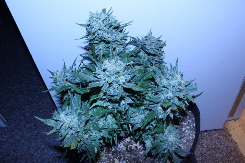 Harvest-Day66_May28-H.JPG