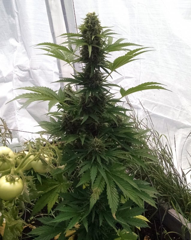 Haze CBD contest plant Final pic pic1 -7-24-2018.jpg