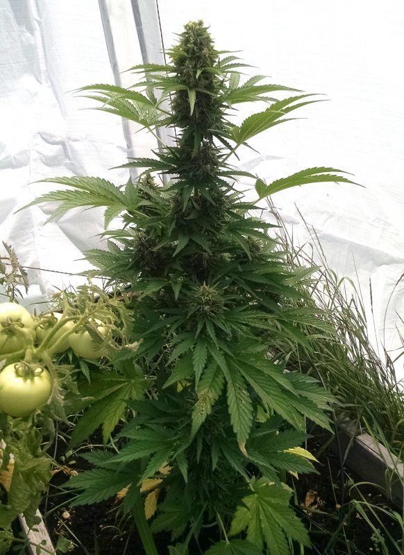 Haze CBD contest plant pic1 -7-22-2018.jpg