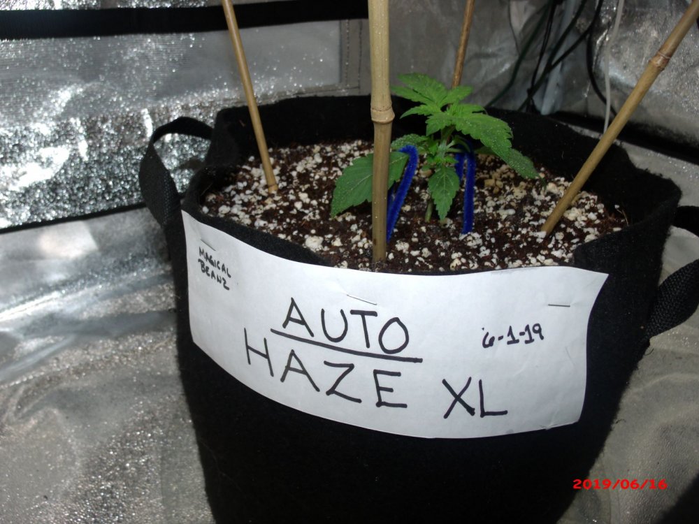 Haze XL           Day 15.JPG