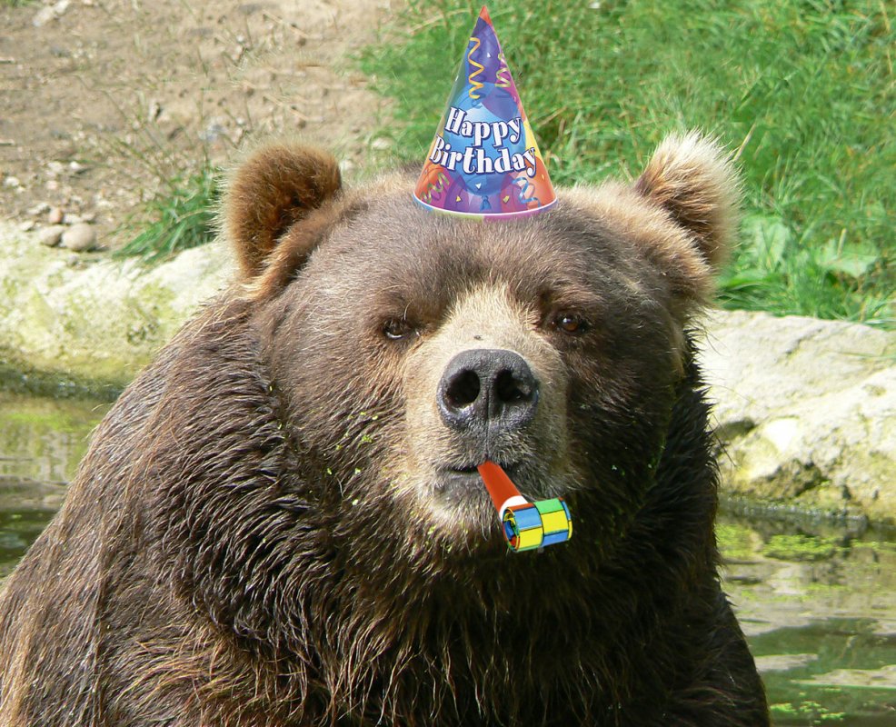 hbbear.jpg