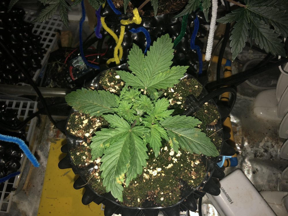 hbbs - day 12.JPG