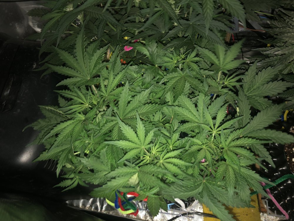 hbbs - day 26.JPG