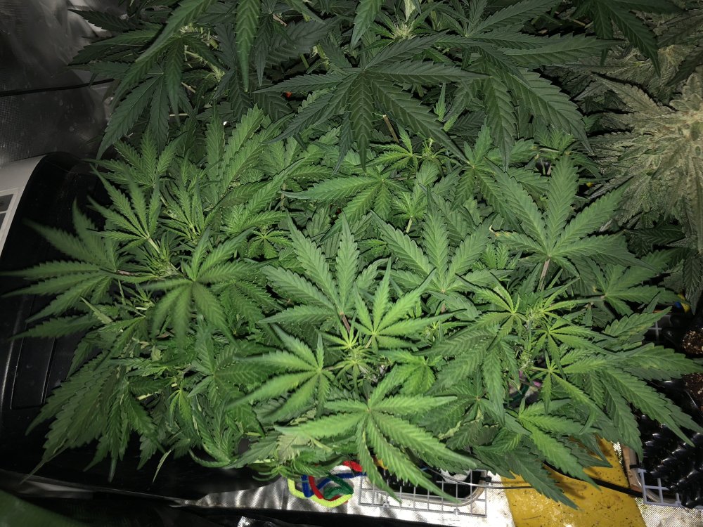 hbbs - day 29.JPG