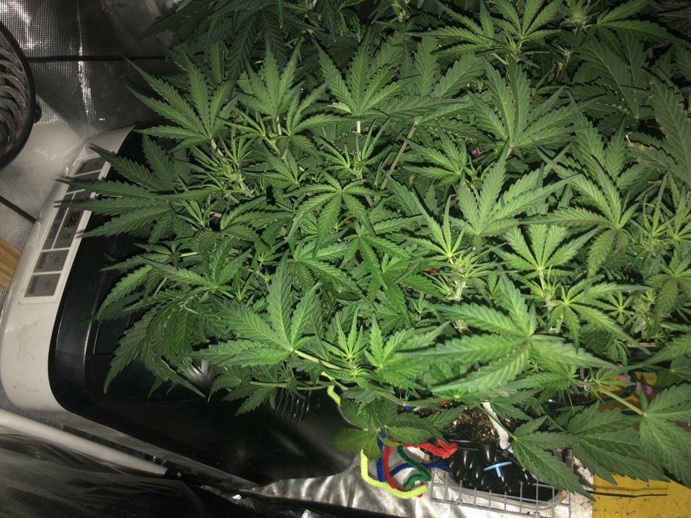 hbbs - day 30.JPG