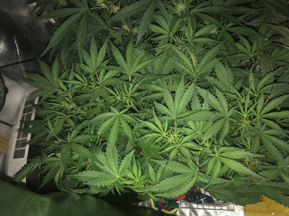 hbbs - day 31.JPG