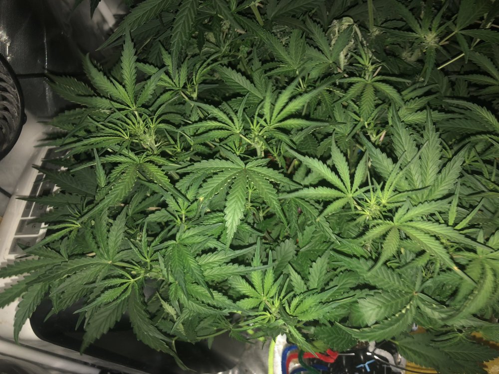 hbbs - day 32.JPG