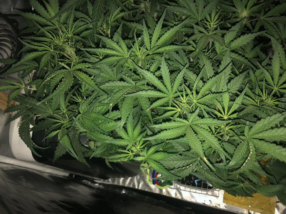 hbbs - day 33.JPG