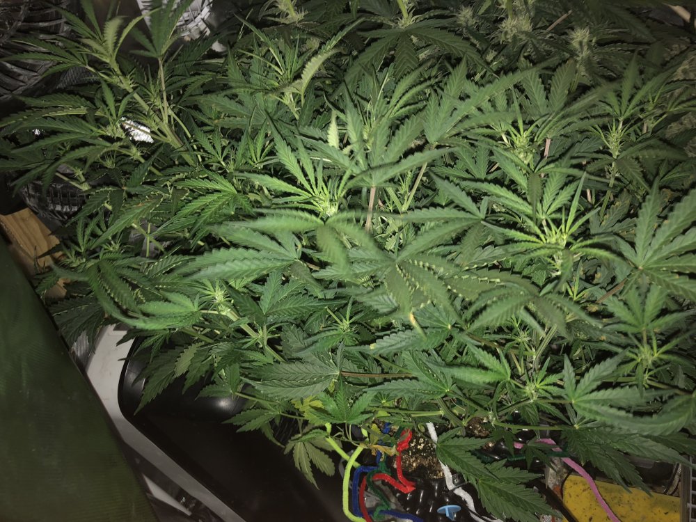 hbbs - day 36.JPG