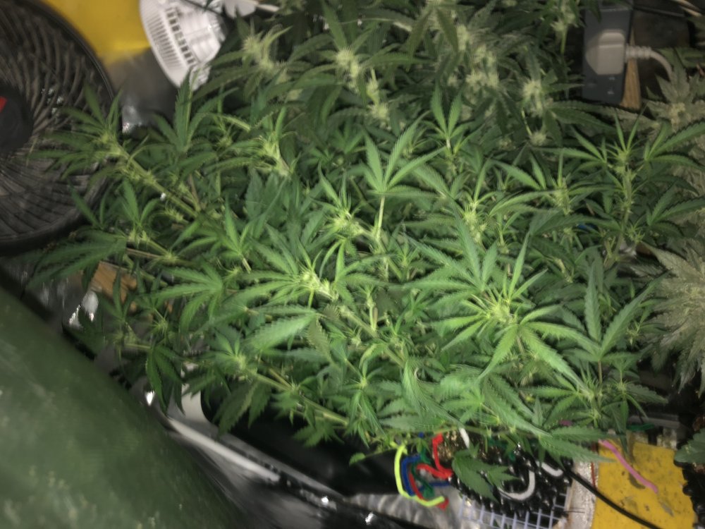 hbbs - day 37.JPG