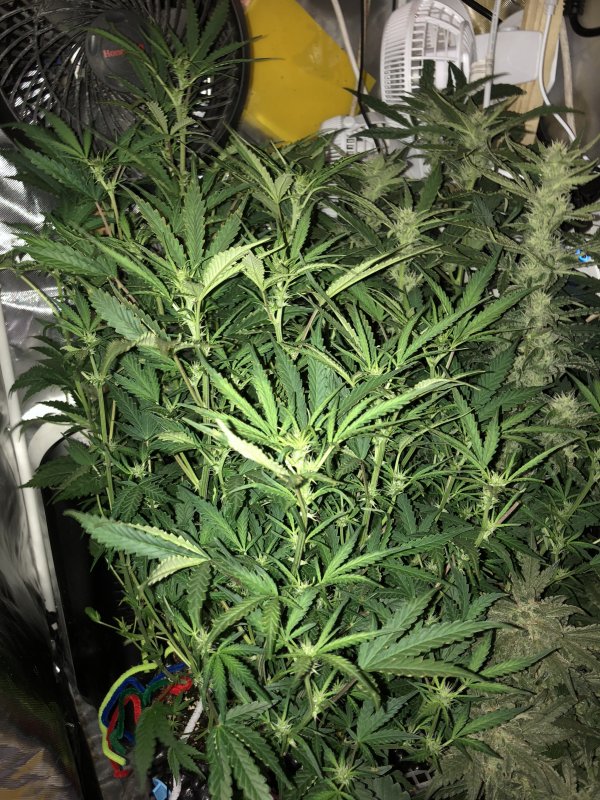 hbbs - day 39.JPG