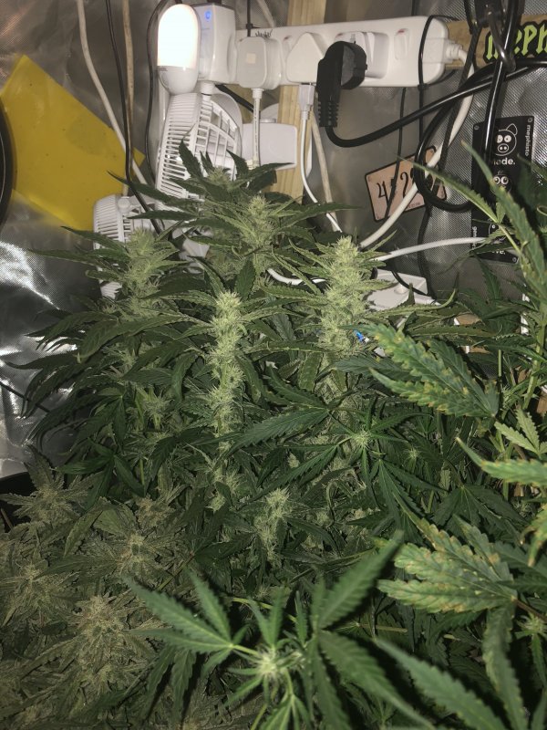 hbbs - day 41.JPG