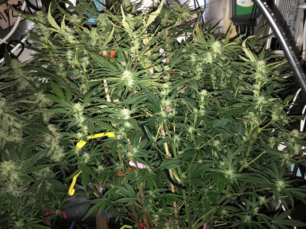 hbbs - day 47.JPG