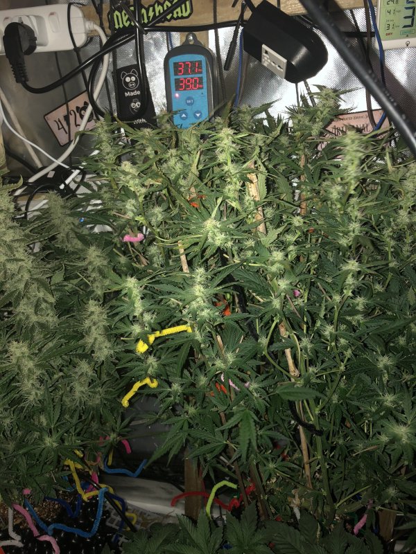 hbbs - day 48.JPG