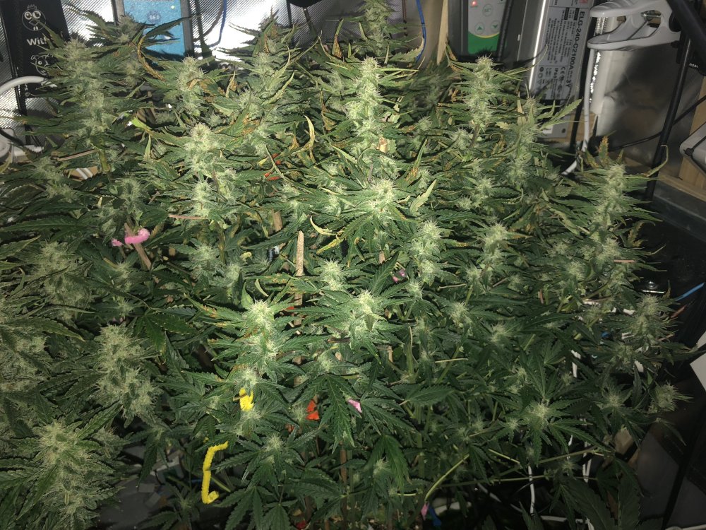 hbbs - day 52.JPG