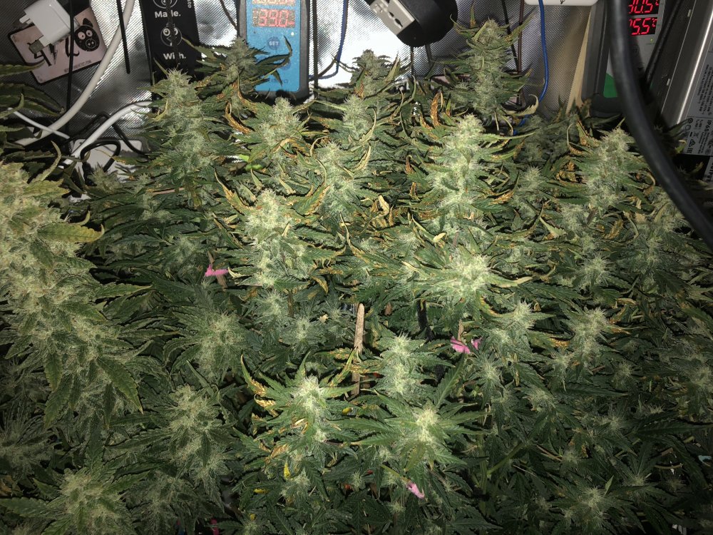 hbbs - day 56.JPG